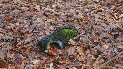 Running Shoe Lost in Forest for Years Covered with Green Moss