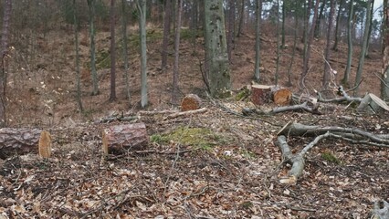 Broken Tree Branches and Wood Shavings Scobs in Forest Destroyed by Lumberjack Industrial Deforestation Clearance Site
