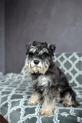 A black-and-silver schnauzer with an addressee on a red collar is sitting on the sofa