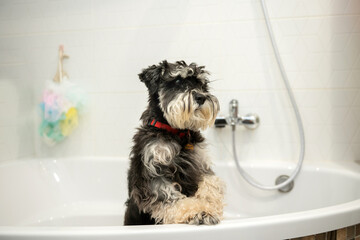 An adult schnauzer of black and silver color stands in the bathroom after a walk