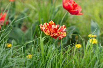 Red terry tulips have bloomed