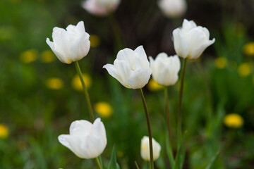Fototapeta premium White tulips with dew drops on the petals