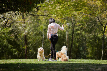 公園で犬を連れて散歩している女性の後ろ姿