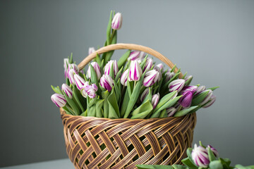 Obraz premium Striped purple fleming flag tulips are on the table in a basket. Bouquet of flowers