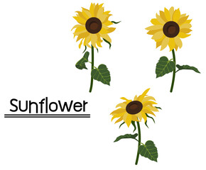 sunflower isolated on white background.Eps 10 vector.