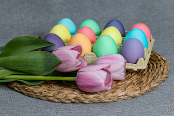 Pink tulips with colored Easter eggs on a gray background. Easter
