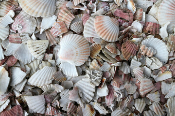 Scallops dried shells used as pavement material on footpath