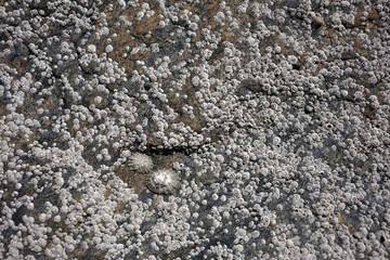 Rock on the shore covered with barnacles and limpets at low tide