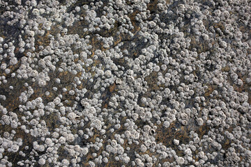 Rock on the shore covered with barnacles and limpets at low tide