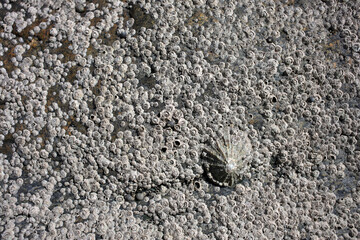 Rock on the shore covered with barnacles and limpets at low tide