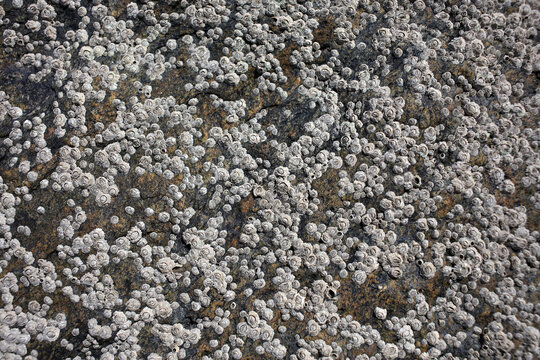 Rock on the shore covered with barnacles and limpets at low tide