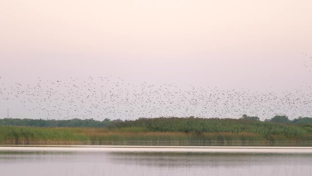 Large flock of flying birds in sky above water. Bird swarm flies over lake in park in summer, sunset. Many birds fly together in evening. Environmentally friendly nature. Ecological clean planet earth