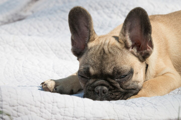 4 months purebred French Bulldog puppy asleep on a carpet after a walk. Close-up head portrait of purebred French Bulldog puppy.