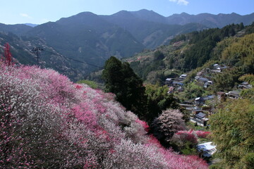 花の里に春が来る　（高知県　仁淀川町　寺村）