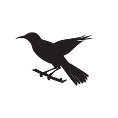 nice vector images  silhouette  bird