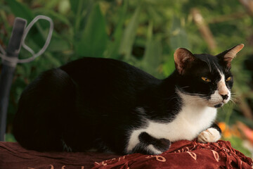 An angry looking tuxedo pet barn cat, shows authentic candid moment of rural life and slow living
