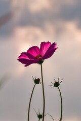 Lonely pink flower on a blue sky. Cosmos flower in a cloudy background. Photo in shallow depth of field.