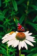 Beautiful summer flower scenery. Close up of a butterfly on a white flower. Photo in shallow depth of field.