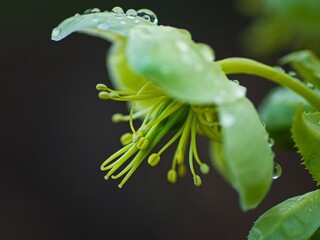 Helleborus one of the first spring flowers