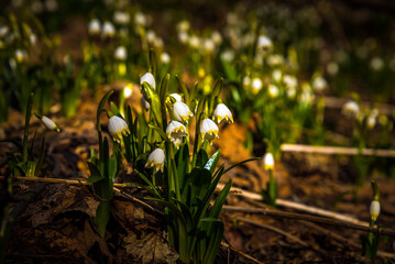 Blooming Spring Snowflake flowers in a spring forest at springtime. 