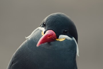 Inca Tern (Larosterna inca)seabird in the family Sternidae