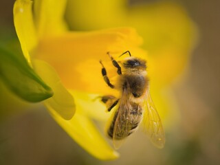 bee on a flower, yellow daffodil