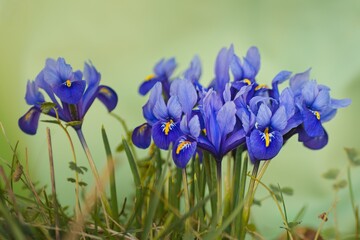 little blue irises sprig flowers