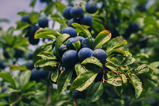 Blackthorn berries