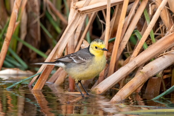 Citrine wagtail or Motacilla citreola observed near Nalsarovar in Gujarat, India