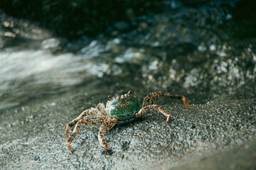 Close up of a Swift-footed Rock Crab or Leptograpsus variegatus foraging on the rocks