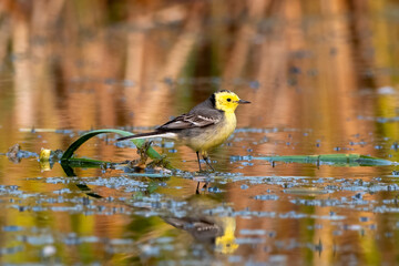 Citrine wagtail or Motacilla citreola observed near Nalsarovar in Gujarat, India