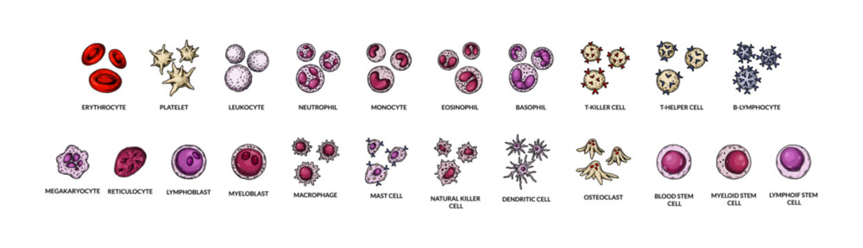 Blood cells isolated on white background. Scientific microbiology vector illustration in sketch style