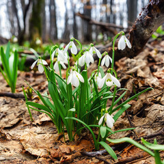 The first spring flowers of Galanthus nivalis in the Carpathian forest. Symbol of awakening nature, lovely flowers in natural habitat