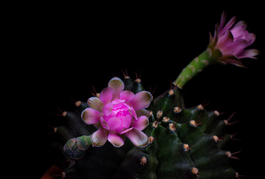 Flowers are blooming.  Cactus, pink and soft pink  gymnocalycium flower, blooming atop a long, arched spiky plant surrounding a black background, shining from above.