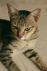 Cute tabby pet kitten relaxing with a blank expression