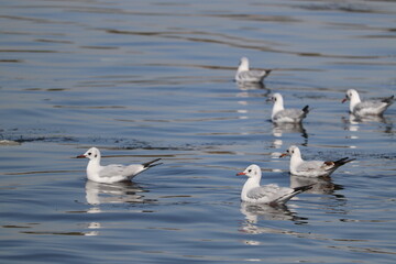 a group of birds black-headed gull (Chroicocephalus ridibundus)