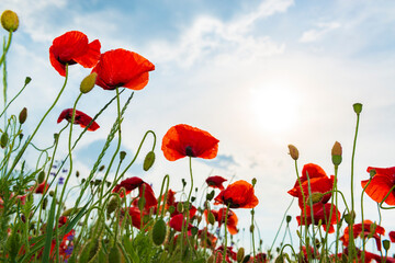 Beautiful red poppy flowers stretching to the sun.