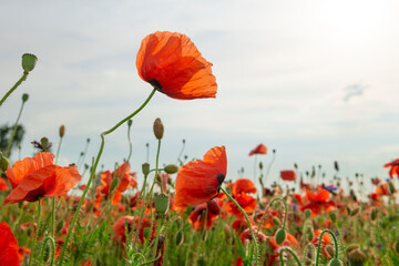 Red poppy flowers at the sunset.