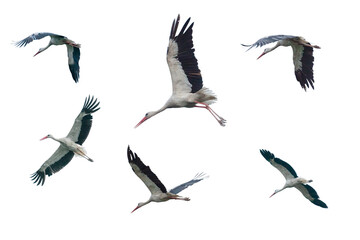 Set of flying storks