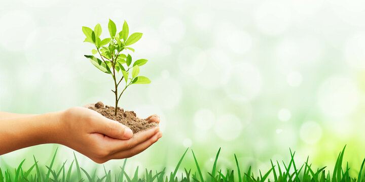 Closeup view of woman holding a small plant with soil on a blurred background, banner design with space for text. Ecology protection, earth care and conservation concept.