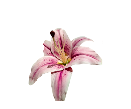 pink lily on white background