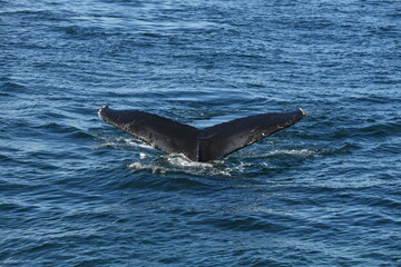 Fototapeta premium Diving Whale