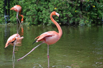 Flamingo Pirouette