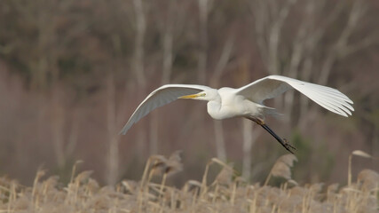 Great egret bird in flight, bird flying over reed, Ardea alba