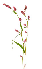 Persicaria maculosa (Polygonum persicaria) flowers
