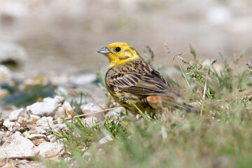 Yellowhammer (Emberiza citrinella) in its natural habitat.