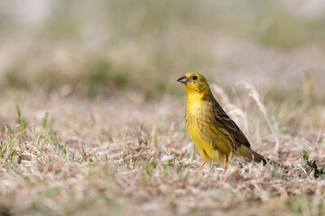 Fototapeta premium Yellowhammer (Emberiza citrinella) in its natural habitat.