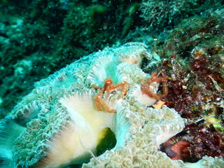 セブダイビング