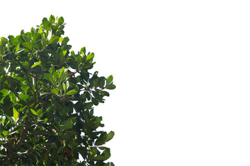 Green leaf or branch isolated on white background.