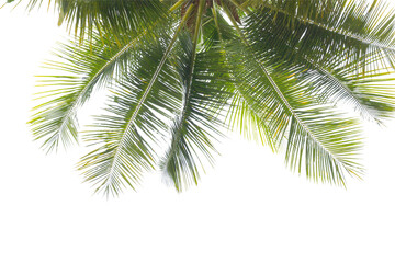 Fototapeta na wymiar green coconut leaf or tree branch isolated on white background.Selection focus.